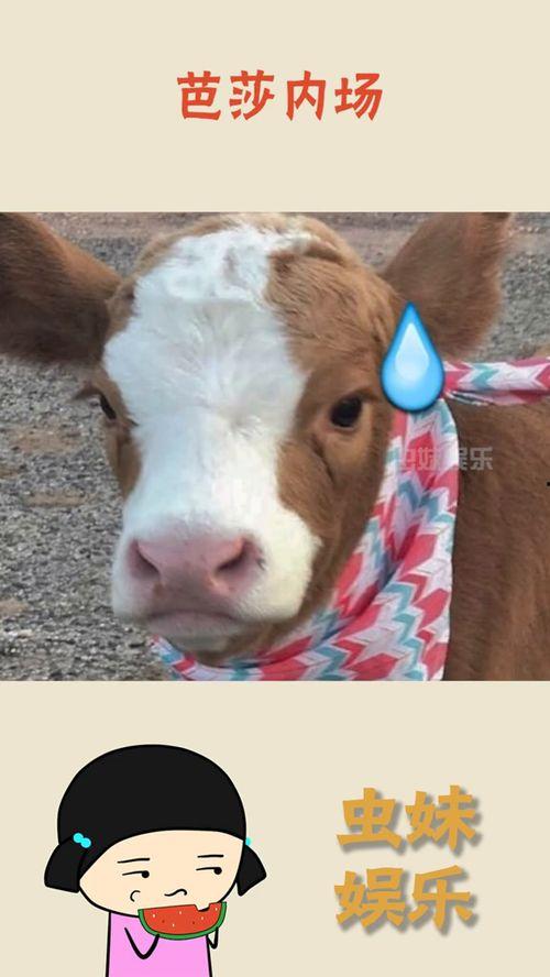 娱乐吃瓜酱一半,吃瓜酱一半，真相大起底！